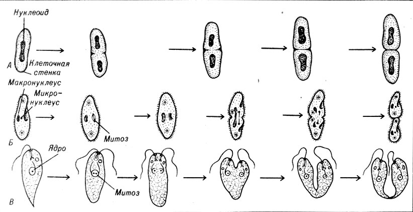 Рис. 1-1. Деление при бесполом размножении. A. Поперечное деление у бактерии. Б. Поперечное деление у Рагатесшт: микронуклеус делится митотически, а макронуклеус - простым делением на две части B. Продольное деление у Euglеna
