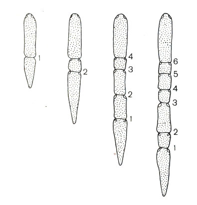 Рис. 1-2. Деление плоеного червя Stenostomum. Последовательность делений отмечена номерами