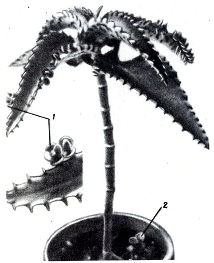 Рис. 1-5. Растение Kalenchoe, на листьях которого расположены маленькие проростки (1) будущих растений. Видно, что два упавших проростка укоренились в землю (2). (С разрешения R. Specn.)