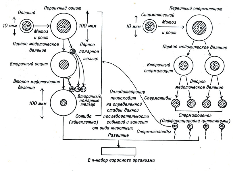 Рис. 2-1. Мейоз играет важную роль в процессах формирования сперматозоидов в семенниках и яйцеклеток в яичниках животных, уменьшая число хромосом от диплоидного (2п) до гаплоидного (л) набора. Первичные и вторичные сперматозоиды и сперматиды сохраняют связь в мейотических делениях. Сходные процессы происходят у простейших, растений и грибов, отличаясь в некоторых деталях
