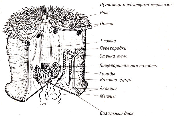 Рис. 11-9. Строение Metridium, обыкновенной актинии, встречающейся в приливных зонах или прикрепленной к сваям причалов