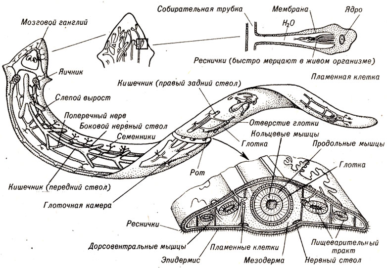 Рис. 11-11. Анатомия планарии