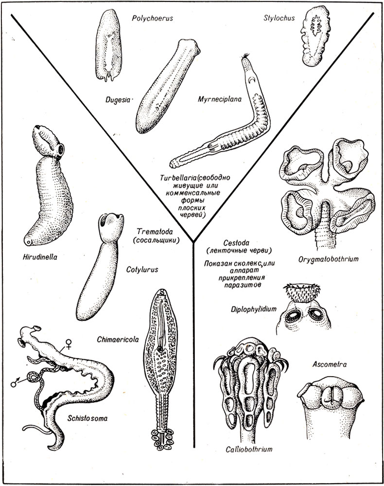 Рис. 11-12. Некоторые представители трех классов плоских червей (тип Platyhelminthes)