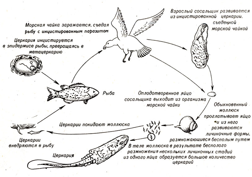 Рис. 11-13. Цикл развития сосальщика морской чайки (Cryptocotyie lingua)