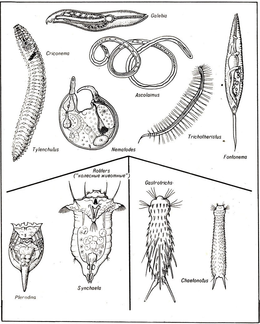 Рис. 12-1. Некоторые представители круглых червей: собственно круглые черви, коловратки и гастротрихи