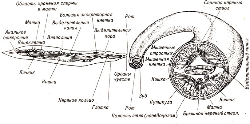 Рис. 12-2. Продольный и поперечный разрезы типичного круглого червя
