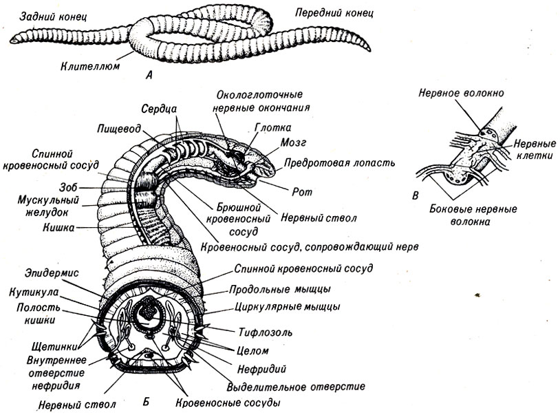 Рис. 13-2. Строение земляного червя Lumbricus terrestris