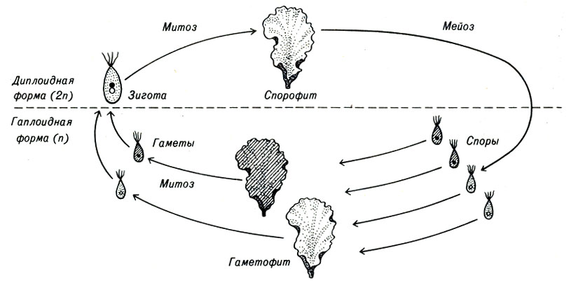 Рис. 3-1. Цикл развития Ulva (морского салата)