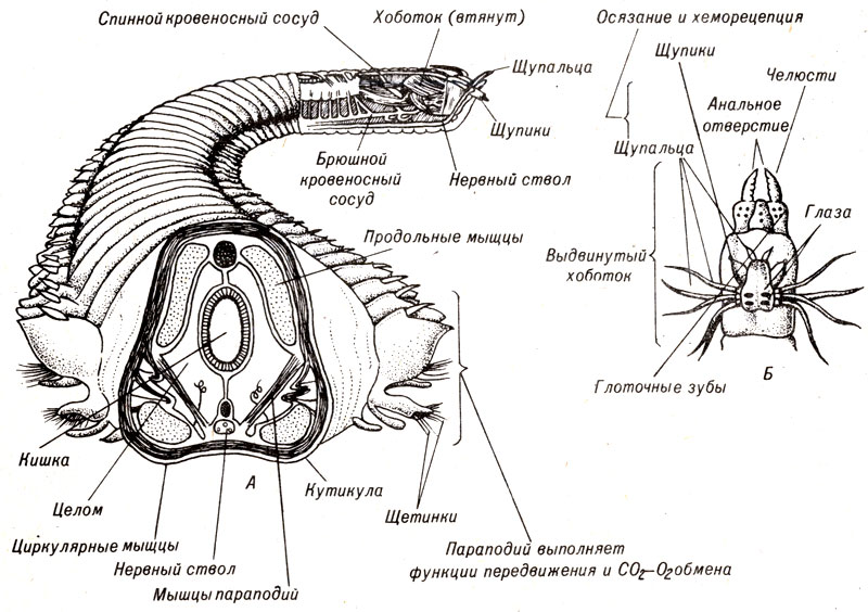 Рис. 13-3. Строение кольчатого червя Nereis (нереиды). А. Поперечный и продольный разрезы передней части червя. Б. Область головы