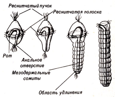 Рис. 13-4. Схематическое строение личинки трохофоры и ее метаморфоз в типичного червя