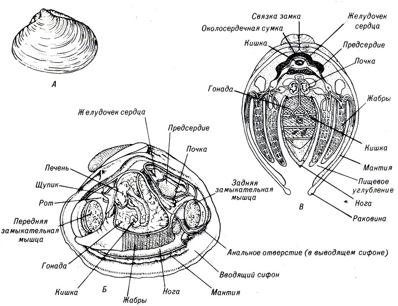 Рис. 14-3. Анатомия двустворчатого моллюска Mercenaria. А. Общий вид. Б. Продольный разрез. В. Поперечный разрез