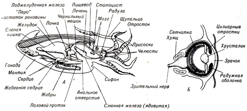 Рис. 14-5. А. Схема строения кальмара. Б. Поперечный разрез глаза кальмара (заметно большое сходство в строении с глазом человека)
