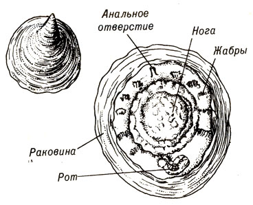 Рис. 14-6. Neopilina - представитель класса Моnоplacophora