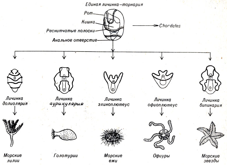 Рис. 16-3. Торнария является основным типом личинок, характерным для иглокожих и хордовых. Диаграмма показывает, как личиночная форма преобразуется в иглокожих различных классов. Все эти личинки можно обнаружить в морском планктоне