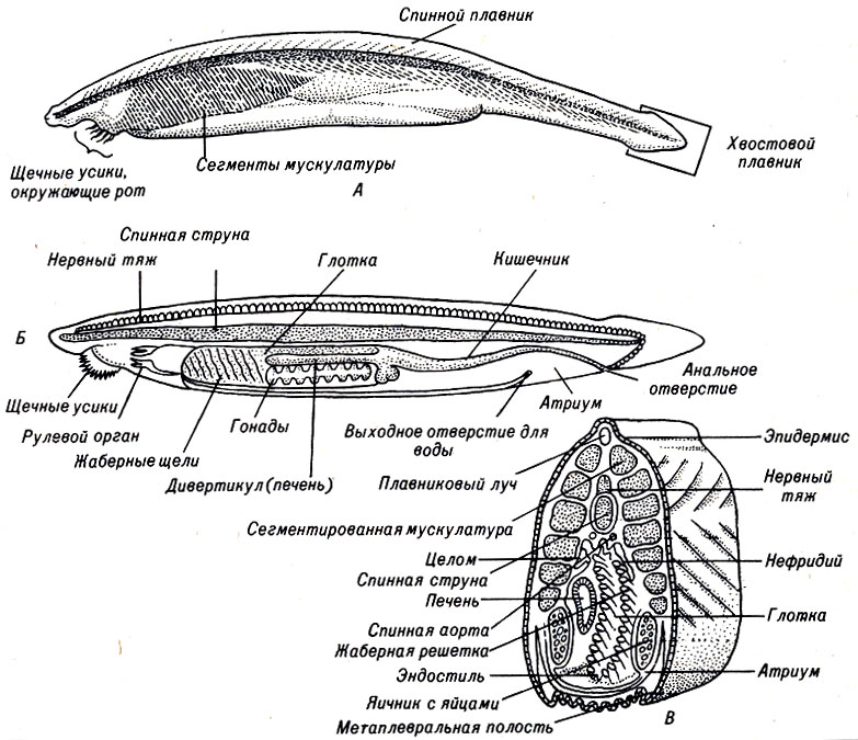 Рис. 17-2. Ланцетник Amphioxus. А. Общий вид. Б. Внутреннее строение на продольном разрезе. В. Поперечный разрез через глоточную полость