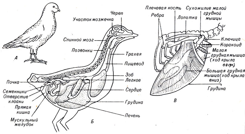 Рис. 17-9. Внешнее (А) и внутреннее (Б) строение голубя, В. Схема мышц, управляющих работой крыльев
