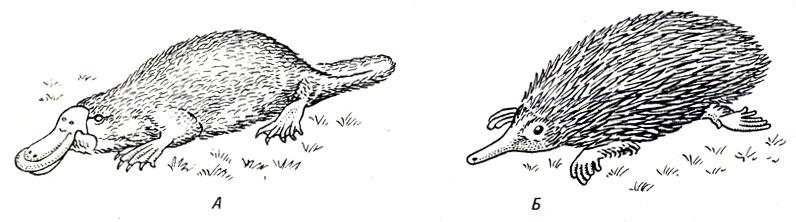Рис. 17-10. Два представителя яйцекладущих млекопитающих (подкласс Monotremata): А. Утконос (Ornithorhynchus). Б. Колючий муравьед (Tachyglossus)