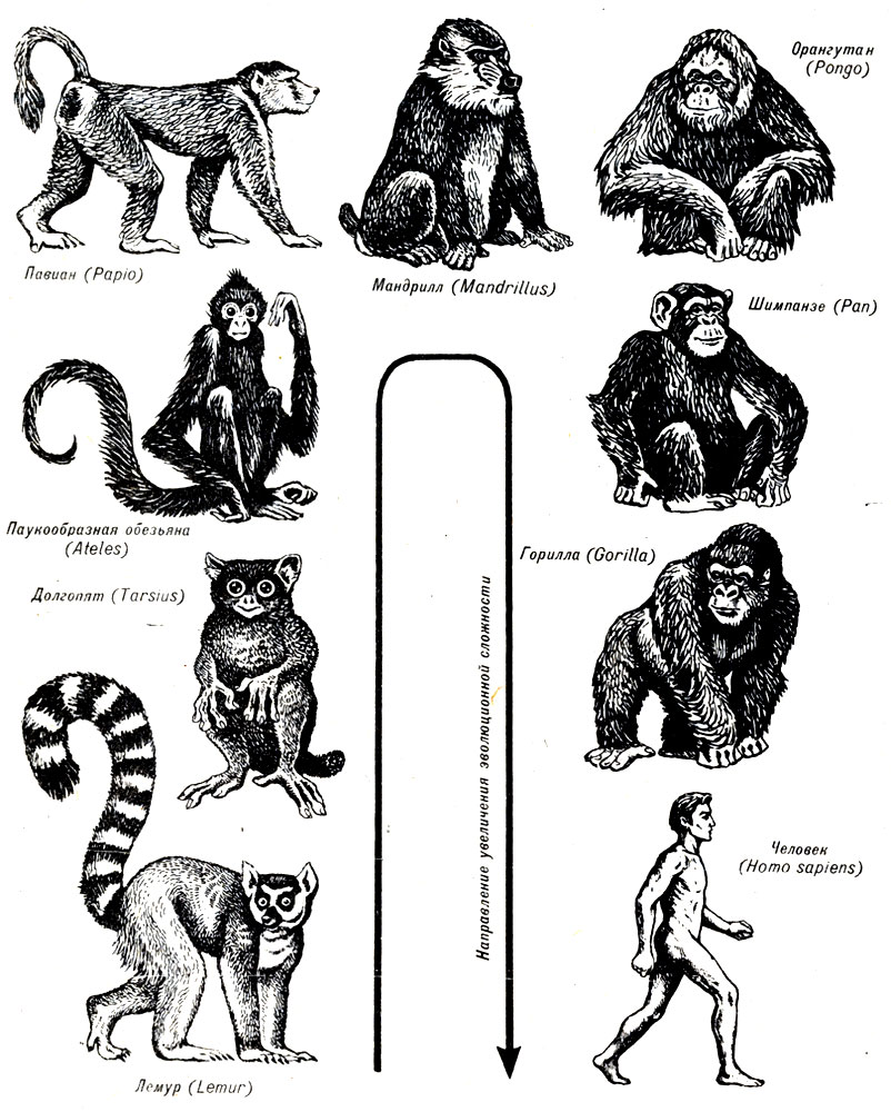 Рис. 17-12. Основные приматы, включая человека