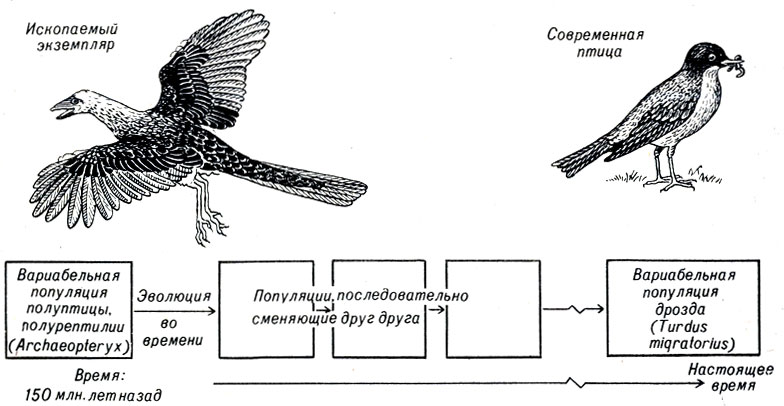 Рис. 19-1. Диафамма эволюции. Эволюция - изменение наследственности особей популяции. Хотя Archaeopteryx, вероятно, не был прямым предком современных птиц, он был близко связан с ним. Он имел много признаков, свойственных пресмыкающимся: зубы, наличие хвостовых костей и пальцевые отростки на переднем конце крыла. Мо перья его были такими, как у птиц