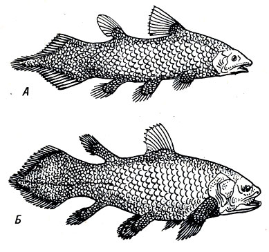 Рис. 19-2. А. Ископаемая кистеперая рыба Diplurus. Б. Единственная современная родственная ей форма Latimeria