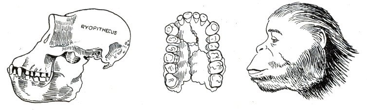 Рис. 19-4. Ископаемые останки Dryopithecus и его реконструкция