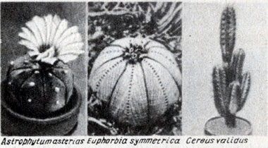 Рис. 22-4. Кактусы и сходные с ними по внешнему виду Euphorbia. (Из: And Replenish the Earth, Rosenzweig.)