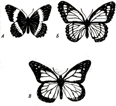 Рис. 22-6. Мимикрия Бэтса, Имитатор, модель и более примитивная форма бабочки, родственная имитатору. В. Бабочка данаида (Danaus plexippus) является моделью и неприятна на вкус. Б. Ее съедобный имитатор - Limenitis archippus; A. L. arthemis напоминает форму, от которой произошла бабочка L. archippus. (Из: Ecological chemistry, Ц. P. Brower. Copyright. © Scientific American, Inc. Авторское право сохранено.)