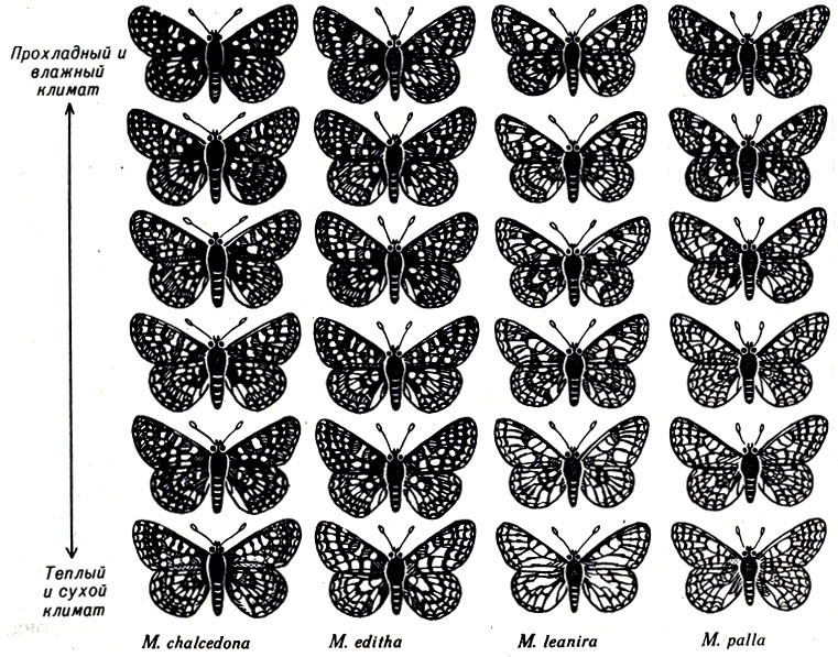 Рис. 23-2. Формы четырех видов рода Melitaea, обитающие в Калифорнии. Бабочки в каждой колонке принадлежат к виду, название которого указано под колонкой. Черный, а также красно-коричневый и желтый цвета наиболее интенсивны у бабочек, расположенных в верхней части колонок, и заметно слабеют по мере понижения. (Из: And Replenish the Earth, Rosenzweig)