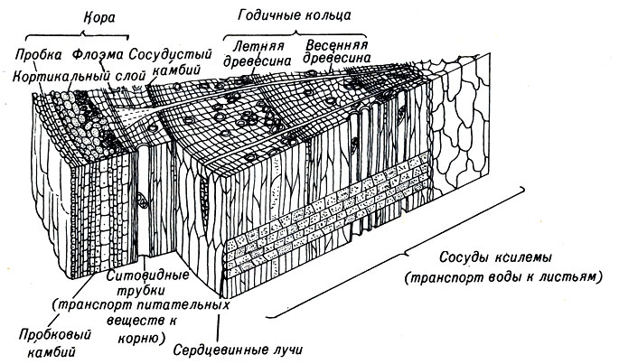 Рис. 3-6. Схема поперечного и радиального разрезов древесного ствола. Показаны слои меристемы, проводящие и опорные элементы, необходимые для роста растений