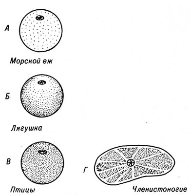 Рис. 4-1. Расположение желтка в яйцеклетках различных видов животных. А. Изолецитальное (желток расположен равномерно). Бив. Телолецитальное (желток расположен у одного из полюсов). Г. Центролецитальное (масса желтка расположена в центре и окружена тонким слоем прозрачной цитоплазмы). Приблизительные размеры яйцеклеток:Л. 0,1 мм, Б. 2 мм, 8. 20 мм, Г. 0,5 мм