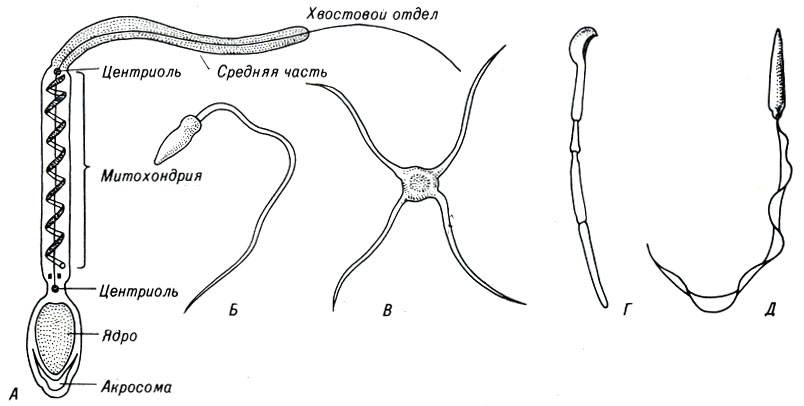 Рис. 4-2. Некоторые типы сперматозоидов и строение сперматозоида млекопитающих. Сперматозоиды: А - млекопитающих, Б - морского ежа, В - рака, Г - морской свинки, Д - жабы