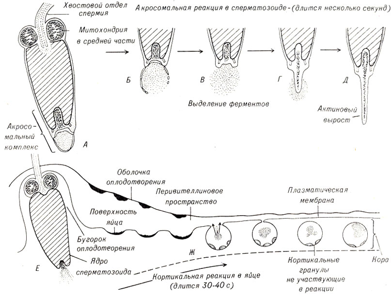 Рис. 4-3. Взаимодействие сперматозоида и яйца морского ежа в процессе оплодотворения; вверху - акросомальная реакция сперматозоида; внизу-кортикальная реакция, приводящая к формированию оболочки оплодотворения