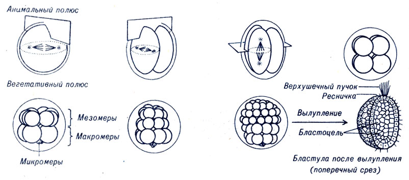 Рис. 4-4. Дробление яйца морского ежа на 2, 4, 8, 16, 32 и 64 клетки и реснитчатая бластула. Показаны плоскости дробления первых трех делений