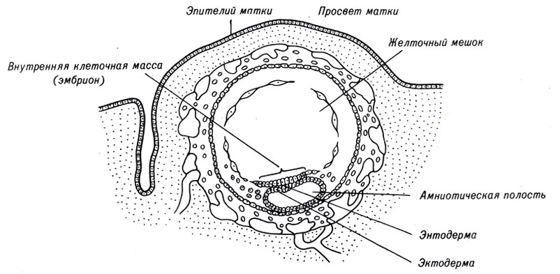 Рис. 4-8. Схема строения 12-дневного эмбриона млекопитающих, имплантированного в стенке матки