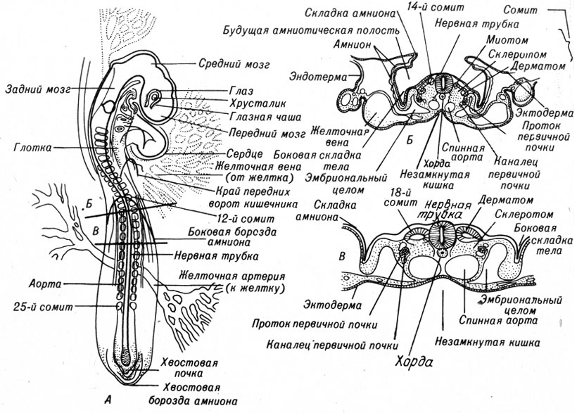 Рис. 4-14. Зародыш птиц после 48 ч развития (слева). Показаны элементы нервной и кровеносной систем, а также парные сомиты (А). Справа - поперечные срезы эмбриона на уровне четырнадцатого (Б) и восемнадцатого (В) сомитов