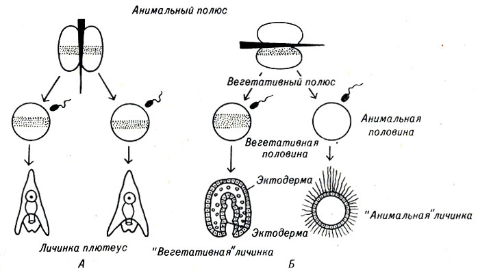 Рис. 5-1. Экспериментальное разделение неоплодотворенных яйцеклеток морских ежей при последующем их оплодотворении приводит к (А) нормальному развитию только в том случае, если пигментированная зона разделена пополам. В противном случае (Б) образуются дефектные 'анимальные' и 'вегетативные' личинки