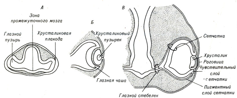 Рис. 5-2. Стадии формирования глаза у позвоночных, показанные на срезах головной части эмбриона