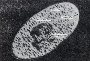 Рис. 7-2. Paramecium bursaria - протиста, содержащая много симбиотических водорослей Chlorella (А)