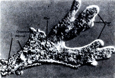Рис. 7-3. Вид Amoeba proteus при дифференциальной интерференционной контрастной микроскопии