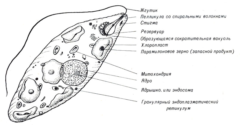 Рис. 7-5. Схема строения Euglena gracilis