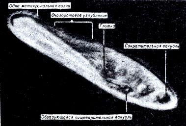 Рис. 7-7. Paramecium multimicronucleatum, сфотографированная при световой вспышке, чтобы остановить метахрональный характер биения ресничек. (Фото Н. Machemer.)