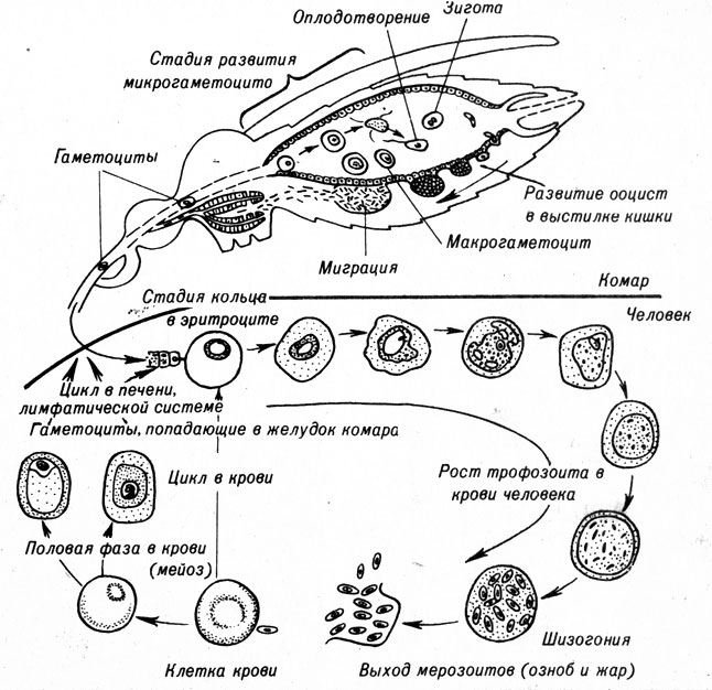Рис. 7-8. Цикл развития малярийного паразита Plasmodium. Спорозоиты проникают в тело человека со слюной комара и попадают в печень и лимфатическую систему. Здесь они развиваются в мерозоиты, которые проникают в новые клетки печени или переходят в клетки крови. В крови мерозоиты размножаются и дают начало большему числу мерозоитов, которые вместе с токсическим веществом вызывают озноб и жар, характерные для малярии. Этот цикл может характеризоваться 24-часовой периодичностью. Некоторые мерозоиты претерпевают мейоз с образованием двух типов гаметоцитов. Гаметоцихы попадают в желудок комара и там сливаются. Зигота внедряется в стенку кишечника комара и превращается в ооцисту. В ооцисте путем митотического деления образуется большое количество спорозоитов, которые попадают в слюнную железу при разрушении ооцисты