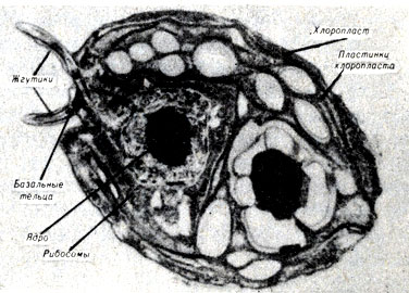 Рис. 7-10. Chiamydomonas reinhardtii, одноклеточная зеленая водоросль, сфотографирована при помощи трансмиссионного микроскопа, включает два жгутика, ядро и хлоропласты. (Фото D. Ringo.)