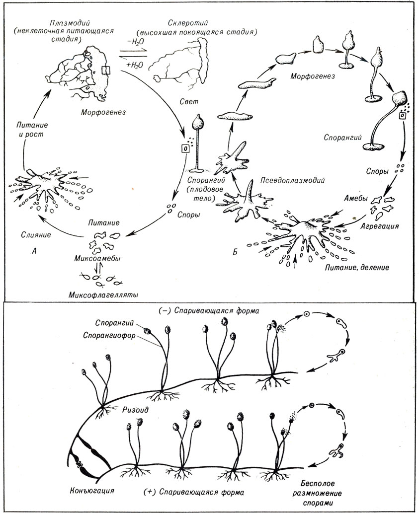 Рис. 8-2. Жизненный цикл Physarum (A) - неклеточного слизевика (тип Myxomycota) и Dictyostelium (Б) - клеточного слизевика (тип Acrasiomycota). Рис. 8-3. Жизненный цикл плесени черного хлеба -Rhizopus stolonifer (тип Zygomycota)
