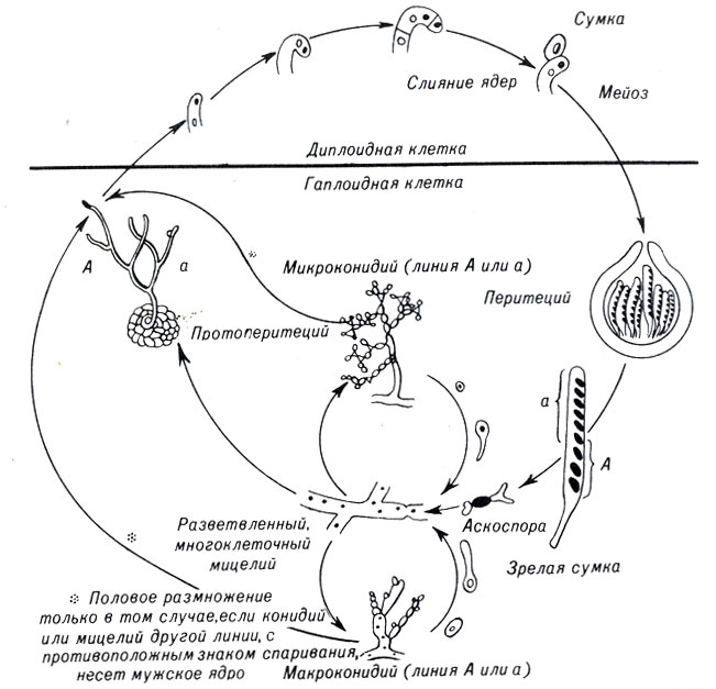 Рис. 8-4. Жизненный цикл Neurospora crassa (тип Ascomycota)