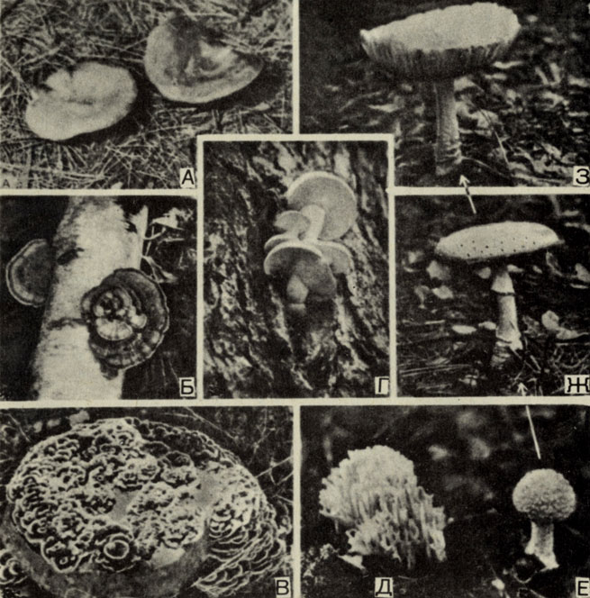 Рис. 8-5. Некоторые представители типа Basidiomycota, обычно встречающиеся в северо-восточных лесах после дождя. A. Russula sp. Б, В. Polyporus versicolor на стволе березы и гниющем пне. Г. Гриб, имеющий ножку и гимениальные пластинки, растущий на старом рубце коры дерева. Д. Коралловый гриб. Е, Ж, 3. Три стадии развития ядовитого гриба Amanita muscaria, или мухомора; фотографии трех особей. (Фото R. Speck.)