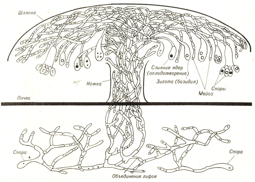 Рис. 8-6. Жизненный цинл типичного гриба (тип Basidiomycota)
