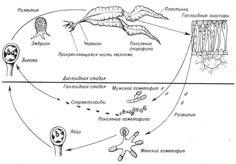 Рис. 8-7. Жизненный цикл Laminaria