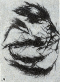 Рис. 8-8. Морение бурые водоросли (тип Phaeophyta): A. Sargassum (Фото автора)