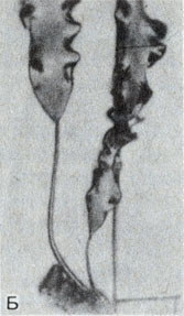 Рис. 8-8. Морение бурые водоросли (тип Phaeophyta): Б. Laminaria (Фото автора)